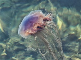 透明水母图片圆形